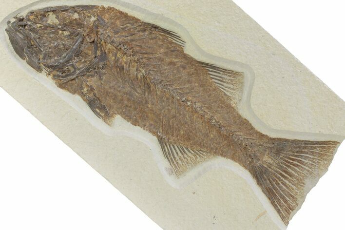 Uncommon Fish Fossil (Mioplosus) - Wyoming #313909